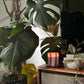 Atina Candle - Tomato & Mint Leaf