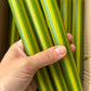 AUTUMN PINSTRIPES INDIVIDUAL : White/navy